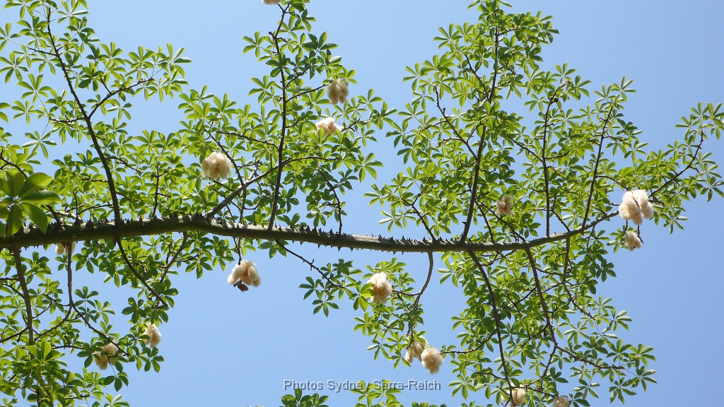 Ceiba 1.JPG - Arbre Ceiba.